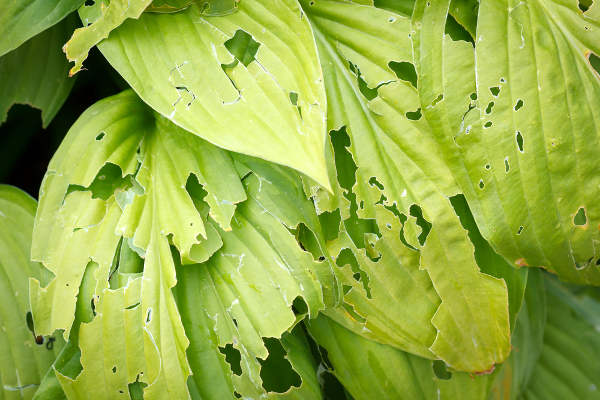 Insect eaten leaves