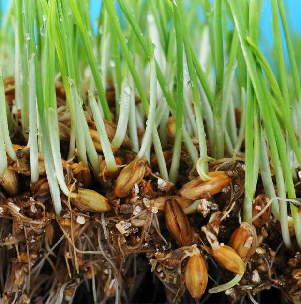 Sprouting Grass