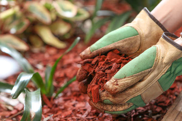 Laying Mulch