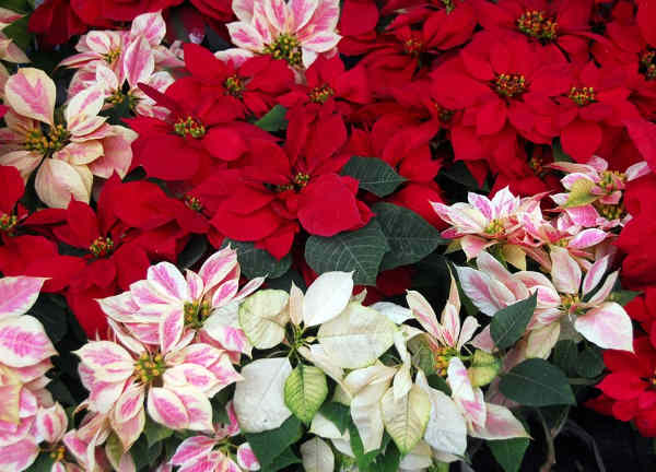 Poinsettias