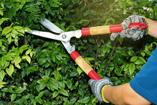 Pruning tree