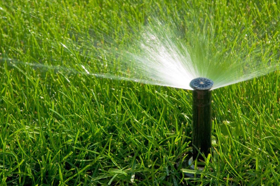 Summer lawn care tips