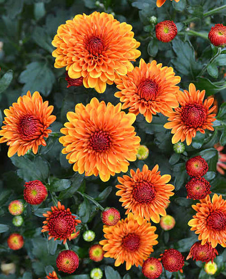 Orange Mums