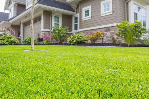 Grass and House