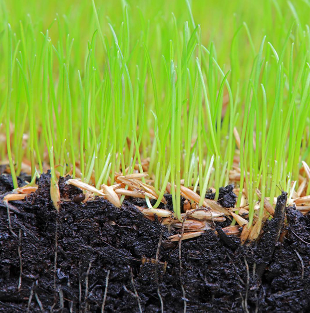 Close Up Of Grass Seeds Germinating In Soil