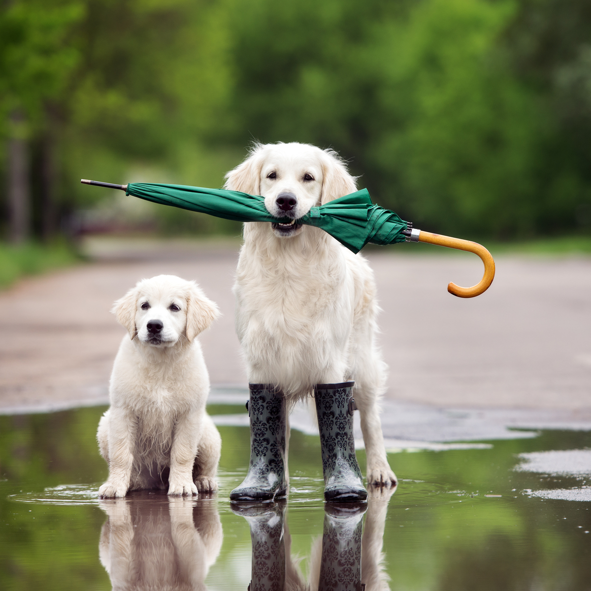 dogs with umbrella