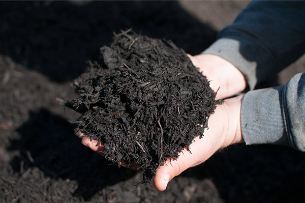 hand full of dark mulch